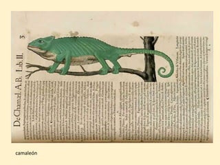 camaleón
 