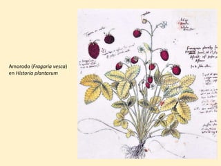 Amorodo (Fragaria vesca)
en Historia plantarum
 