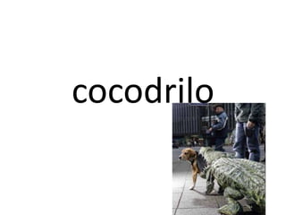 cocodrilo 