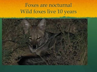 Foxes are nocturnal
Wild foxes live 10 years
 