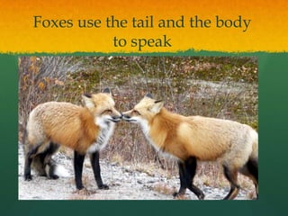 Foxes use the tail and the body
to speak
 