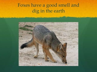 Foxes have a good smell and
dig in the earth
 
