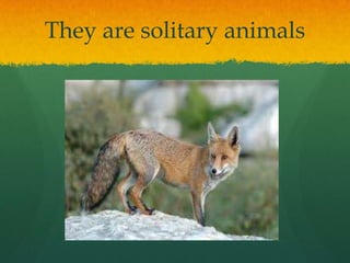 They are solitary animals
 