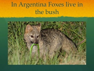 In Argentina Foxes live in
the bush
 