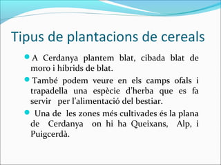 Tipus de plantacions de cereals
A Cerdanya plantem blat, cibada blat de
moro i híbrids de blat.
També podem veure en els camps ofals i
trapadella una espècie d’herba que es fa
servir per l’alimentació del bestiar.
 Una de les zones més cultivades és la plana
de Cerdanya on hi ha Queixans, Alp, i
Puigcerdà.
 