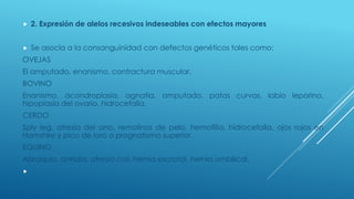  2. Expresión de alelos recesivos indeseables con efectos mayores
 Se asocia a la consanguinidad con defectos genéticos tales como:
OVEJAS
El amputado, enanismo, contractura muscular.
BOVINO
Enanismo, acondroplasia, agnatia, amputado, patas curvas, labio leporino,
hipoplasia del ovario, hidrocefalia.
CERDO
Sply leg, atresia del ano, remolinos de pelo, hemofilia, hidrocefalia, ojos rojos en
Hamshire y pico de loro o prognatismo superior.
EQUINO
Abraquia, aniridia, atresia coli, hernia escrotal, hernia umbilical.

 