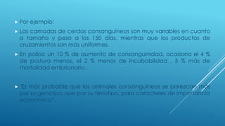  Por ejemplo:
 Las camadas de cerdos consanguíneos son muy variables en cuanto
a tamaño y peso a los 150 días, mientras que los productos de
cruzamientos son más uniformes.
 En pollos: un 10 % de aumento de consanguinidad, ocasiona el 4 %
de postura menos, el 2 % menos de incubabilidad , 5 % más de
mortalidad embrionaria .
 "Es más probable que los animales consanguíneos se parezcan más
por su genotipo que por su fenotipo, para caracteres de importancia
económica”.
 