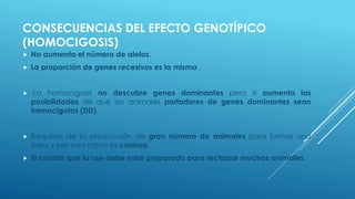 CONSECUENCIAS DEL EFECTO GENOTÍPICO
(HOMOCIGOSIS)
 No aumenta el número de alelos.
 La proporción de genes recesivos es la misma .
 La homocigosis no descubre genes dominantes pero si aumenta las
posibilidades de que los animales portadores de genes dominantes sean
homocigotas (DD).
 Requiere de la producción de gran número de animales para formar una
línea y por esta razón es costosa.
 El criador que la use debe estar preparado para rechazar muchos animales.
 