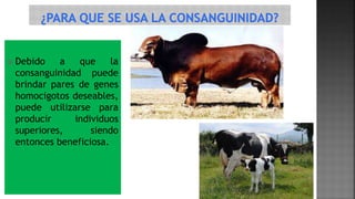  Debido a que la 
consanguinidad puede 
brindar pares de genes 
homocigotos deseables, 
puede utilizarse para 
producir individuos 
superiores, siendo 
entonces beneficiosa. 
 
