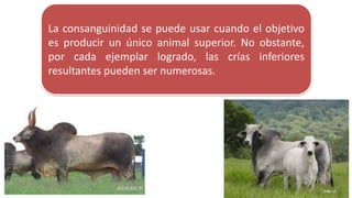 La consanguinidad se puede usar cuando el objetivo 
es producir un único animal superior. No obstante, 
por cada ejemplar logrado, las crías inferiores 
resultantes pueden ser numerosas. 
 