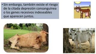 • Sin embargo, también existe el riesgo 
de la citada depresión consanguínea 
o los genes recesivos indeseables 
que aparecen juntos. 
 