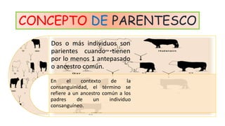 CONCEPTO DE PARENTESCO 
Dos o más individuos son 
parientes cuando tienen 
por lo menos 1 antepasado 
o ancestro común. 
En el contexto de la 
consanguinidad, el término se 
refiere a un ancestro común a los 
padres de un individuo 
consanguíneo. 
 