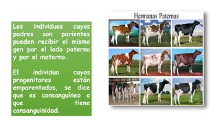 Los individuos cuyos 
padres son parientes 
pueden recibir el mismo 
gen por el lado paterno 
y por el materno. 
El individuo cuyos 
progenitores están 
emparentados, se dice 
que es consanguíneo o 
que tiene 
consanguinidad. 
 
