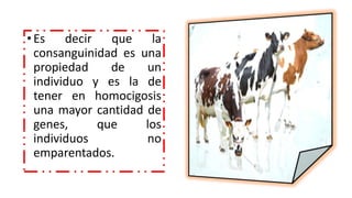 • Es decir que la 
consanguinidad es una 
propiedad de un 
individuo y es la de 
tener en homocigosis 
una mayor cantidad de 
genes, que los 
individuos no 
emparentados. 
 