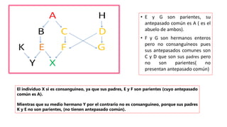 • E y G son parientes, su 
antepasado común es A ( es el 
abuelo de ambos). 
• F y G son hermanos enteros 
pero no consanguíneos pues 
sus antepasados comunes son 
C y D que son sus padres pero 
no son parientes( no 
presentan antepasado común) 
El individuo X si es consanguíneo, ya que sus padres, E y F son parientes (cuyo antepasado 
común es A). 
Mientras que su medio hermano Y por el contrario no es consanguíneo, porque sus padres 
K y E no son parientes, (no tienen antepasado común). 
 