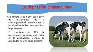 La depresión consanguínea 
• Se refiere a que por cada 10 % 
de incremento de la 
consanguinidad, puede caer la 
producción de las características 
importantes. 
• En Holstein, un 10% de 
incremento significó una caída 
en la producción lechera de 
alrededor de 270 kilos anuales. 
 