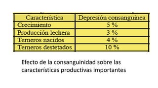 Efecto de la consanguinidad sobre las 
características productivas importantes 
 