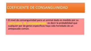 COEFICIENTE DE CONSANGUINIDAD 
• El nivel de consanguinidad para un animal dado es medido por su 
coeficiente de consanguinidad, es decir la probabilidad que 
cualquier par de genes específicos haya sido heredado de un 
antepasado común. 
 