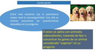 Continuación 
Entre más estrecho sea el parentesco 
mayor será la consanguinidad. Con ella se 
intenta concentrar las características 
deseables en la progenie. 
A veces se aplica con animales 
sobresalientes, tratando de fijar o 
concentrar los genes de un animal 
considerado "superior" en su 
progenie. 
 