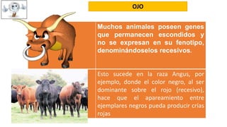 OJO 
Muchos animales poseen genes 
que permanecen escondidos y 
no se expresan en su fenotipo, 
denominándoselos recesivos. 
Esto sucede en la raza Angus, por 
ejemplo, donde el color negro, al ser 
dominante sobre el rojo (recesivo), 
hace que el apareamiento entre 
ejemplares negros pueda producir crías 
rojas 
 