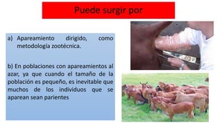 Puede surgir por 
a) Apareamiento dirigido, como 
metodología zootécnica. 
b) En poblaciones con apareamientos al 
azar, ya que cuando el tamaño de la 
población es pequeño, es inevitable que 
muchos de los individuos que se 
aparean sean parientes 
 
