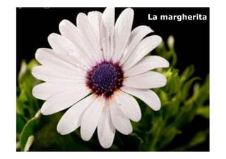 La margherita
 