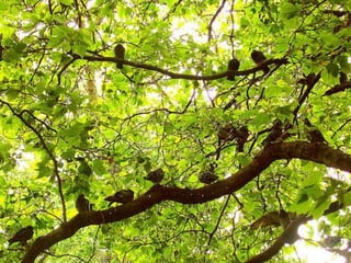 Conscientisation | PPT