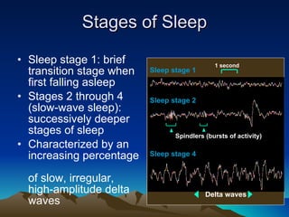 Stages of Sleep Sleep stage 1: brief transition stage when first falling asleep Stages 2 through 4 (slow-wave sleep): successively deeper stages of sleep Characterized by an increasing percentage  of slow, irregular, high-amplitude delta waves  Delta waves Sleep stage 1 1 second Sleep stage 4 Sleep stage 2 Spindlers (bursts of activity) 