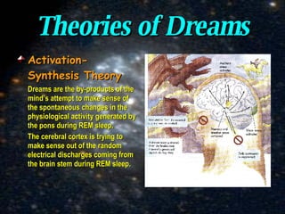 Theories of Dreams Activation-Synthesis Theory Dreams are the by-products of the mind’s attempt to make sense of the spontaneous changes in the physiological activity generated by the pons during REM sleep. The cerebral cortex is trying to make sense out of the random electrical discharges coming from the brain stem during REM sleep. 
