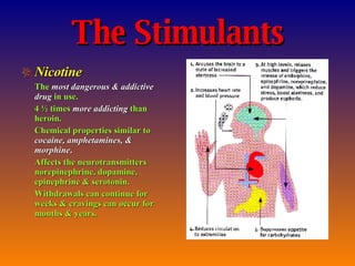 The Stimulants Nicotine The   most dangerous   & addictive   drug   in use. 4 ½ times   more addicting   than heroin. Chemical properties similar to   cocaine, amphetamines, & morphine . Affects the neurotransmitters norepinephrine, dopamine, epinephrine & serotonin. Withdrawals can continue for weeks & cravings can occur for months & years. 