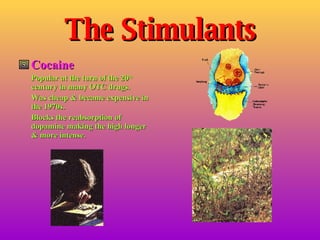 The Stimulants Cocaine Popular at the turn of the 20 th  century in many OTC drugs. Was cheap & became expensive in the 1970s. Blocks the reabsorption of dopamine making the high longer & more intense. 