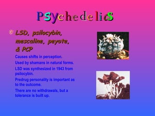 P s y c h e d e l i c s LSD, psilocybin, mescaline, peyote, & PCP Causes shifts in perception. Used by shamans in natural forms. LSD was synthesized in 1943 from psilocybin. Predrug personality is important as to the outcome. There are no withdrawals, but a tolerance is built up. 
