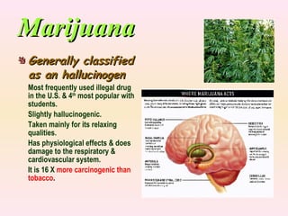 Marijuana Generally classified as an hallucinogen Most frequently used illegal drug in the U.S. & 4 th  most popular with students. Slightly hallucinogenic. Taken mainly for its relaxing qualities. Has physiological effects & does damage to the respiratory & cardiovascular system. It is 16 X   more carcinogenic than tobacco . 