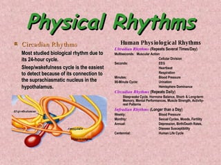 Physical Rhythms Circadian Rhythms Most studied biological rhythm due to its 24-hour cycle. Sleep/wakefulness cycle is the easiest to detect because of its connection to the suprachiasmatic nucleus in the hypothalamus . Human Physiological Rhythms Ultradian Rhythms   ( Repeats Several Times/Day) Multiseconds: Muscular Action Cellular Division Seconds: EEG Heartbeat Respiration Minutes: Blood Pressure 90-Minute Cycle: Urination Hemisphere Dominance Circadian Rhythms   (Repeats Daily) Sleep-wake Cycle, Hormone Balance, Short- & Long-term Memory, Mental Performances, Muscle Strength, Activity-rest Patterns Infradian Rhythms   ( Longer than a Day) Weekly: Blood Pressure Monthly: Sexual Cycles, Moods, Fertility Annual: Depression, Birth/Death Rates, Disease Susceptibility Centennial: Human Life Cycle 