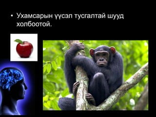 • Ухамсарын үүсэл тусгалтай шууд 
холбоотой. 
 