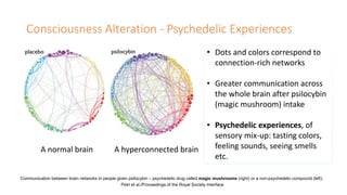 Communication between brain networks in people given psilocybin –psychedelic drug called magic mushrooms (right) or a non-...