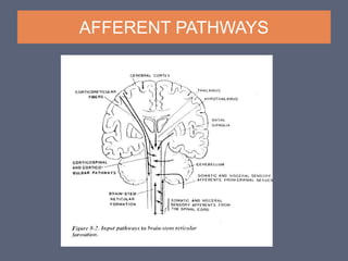 CONSCIOUSNESS-SYSTEM.ppt