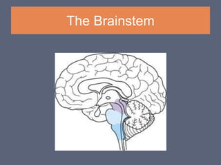 CONSCIOUSNESS-SYSTEM.ppt