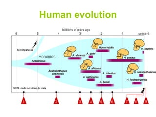 Human evolution 