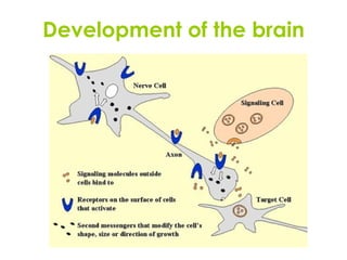 Development of the brain 