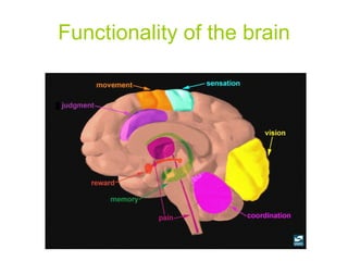 Functionality of the brain 