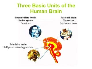 Three Basic Units of the Human Brain Rational brain Neocortex Intellectual tasks Intermediate  brain Limbic system Emotions Primitive brain Self preservation/aggression 