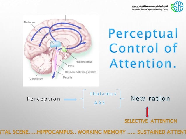 Consciousness and attention | PPSX
