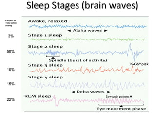 Sleep Stages (brain waves) K-Complex 3% 50% 10% 15% 22% Sawtooth pattern   Percent of Time while  asleep 