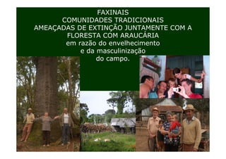 FAXINAIS
      COMUNIDADES TRADICIONAIS
AMEAÇADAS DE EXTINÇÃO JUNTAMENTE COM A
       FLORESTA COM ARAUCÁRIA
       em razão do envelhecimento
           e da masculinização
                do campo.
 
