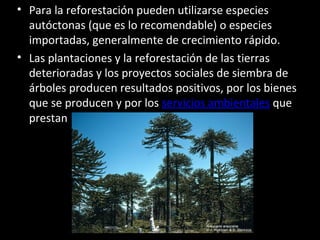 • Para la reforestación pueden utilizarse especies
autóctonas (que es lo recomendable) o especies
importadas, generalmente de crecimiento rápido.
• Las plantaciones y la reforestación de las tierras
deterioradas y los proyectos sociales de siembra de
árboles producen resultados positivos, por los bienes
que se producen y por los servicios ambientales que
prestan
 