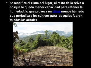 • Se modifica el clima del lugar; al resto de la selva o
bosque le queda menor capacidad para retener la
humedad, lo que provoca un clima menos húmedo
que perjudica a los cultivos para los cuales fueron
talados los arboles
 