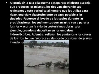 • Al producir la tala o la quema desaparece el efecto esponja
que producen los mismos, los ríos van alterando sus
regímenes y esto perjudica al hombre que los utiliza para
riego, energía y abastecimiento de agua potable a las
ciudades .Favorece el lavado de los suelos durante las
precipitaciones, los sedimentos que arrastra van a parar a
los ríos y acortan la vida de costosísimas obras ;por
ejemplo, cuando se depositan en los embalses
hidroeléctricos. Además , rellenan los pantanos y los cauces
de los ríos, lo que favorece su desborde ocasionando graves
inundaciones.
 