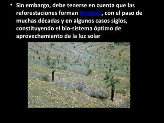 • Sin embargo, debe tenerse en cuenta que las
reforestaciones forman bosques, con el paso de
muchas décadas y en algunos casos siglos,
constituyendo el bio-sistema óptimo de
aprovechamiento de la luz solar
 