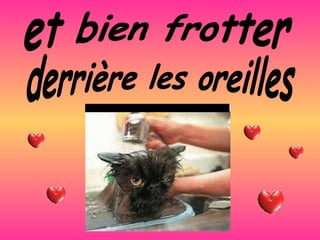 et bien frotter derrière les oreilles 